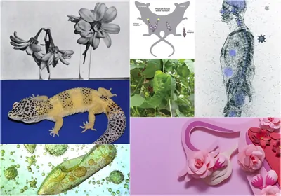 collage of images related to favorite stories, including black and white photo of flowers, illustration of two rats, human body with floating coronaviruses